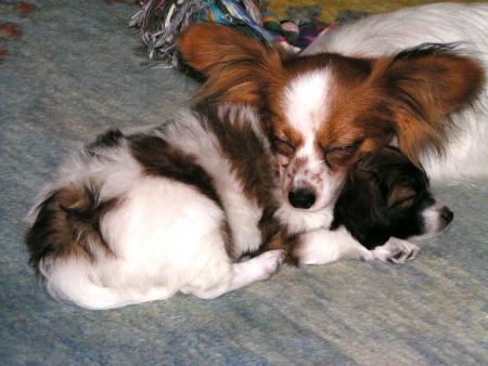 ma chienne et sons bebe